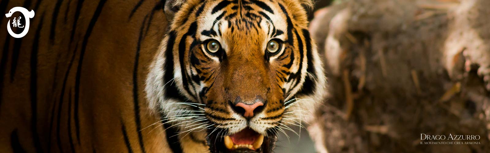 Tigre | Corsi di ginnastica del benessere, ginnastica dolce, posturale, pilates, ginnastica per parkinson | Arti marziali cinesi, Taiji Quan, QiGong, DaoYin e difesa personale | Camin, Camponogara, Campolongo Maggiore, Dolo, Fossò, Fiesso d'Artico, Legnaro, Noventa Padovana, Padova, Ponte di Brenta, Ponte San Niccolò, Sandon, Venezia, Vigonovo, Villatora, Saonara, Stra.