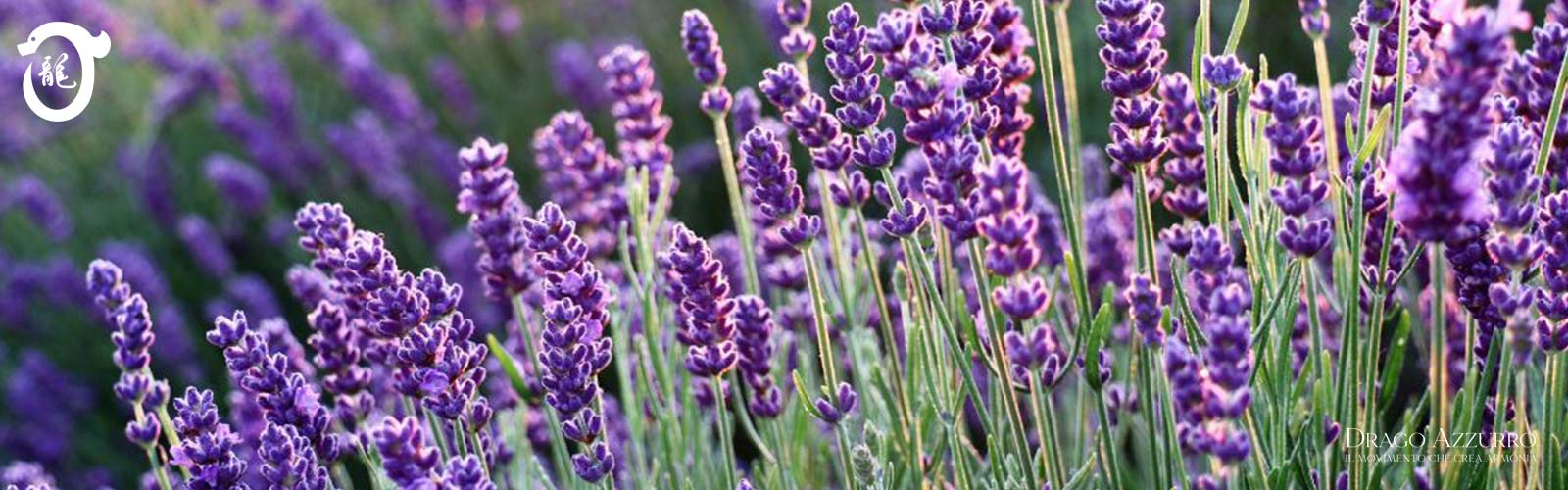 Lavanda | Corsi di ginnastica del benessere, ginnastica dolce, posturale, pilates, ginnastica per parkinson | Arti marziali cinesi, Taiji Quan, QiGong, DaoYin e difesa personale | Camin, Camponogara, Campolongo Maggiore, Dolo, Fossò, Fiesso d'Artico, Legnaro, Noventa Padovana, Padova, Ponte di Brenta, Ponte San Niccolò, Sandon, Venezia, Vigonovo, Villatora, Saonara, Stra.
